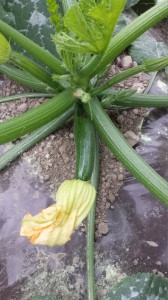 fleur de courgette