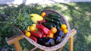 Panier legume
